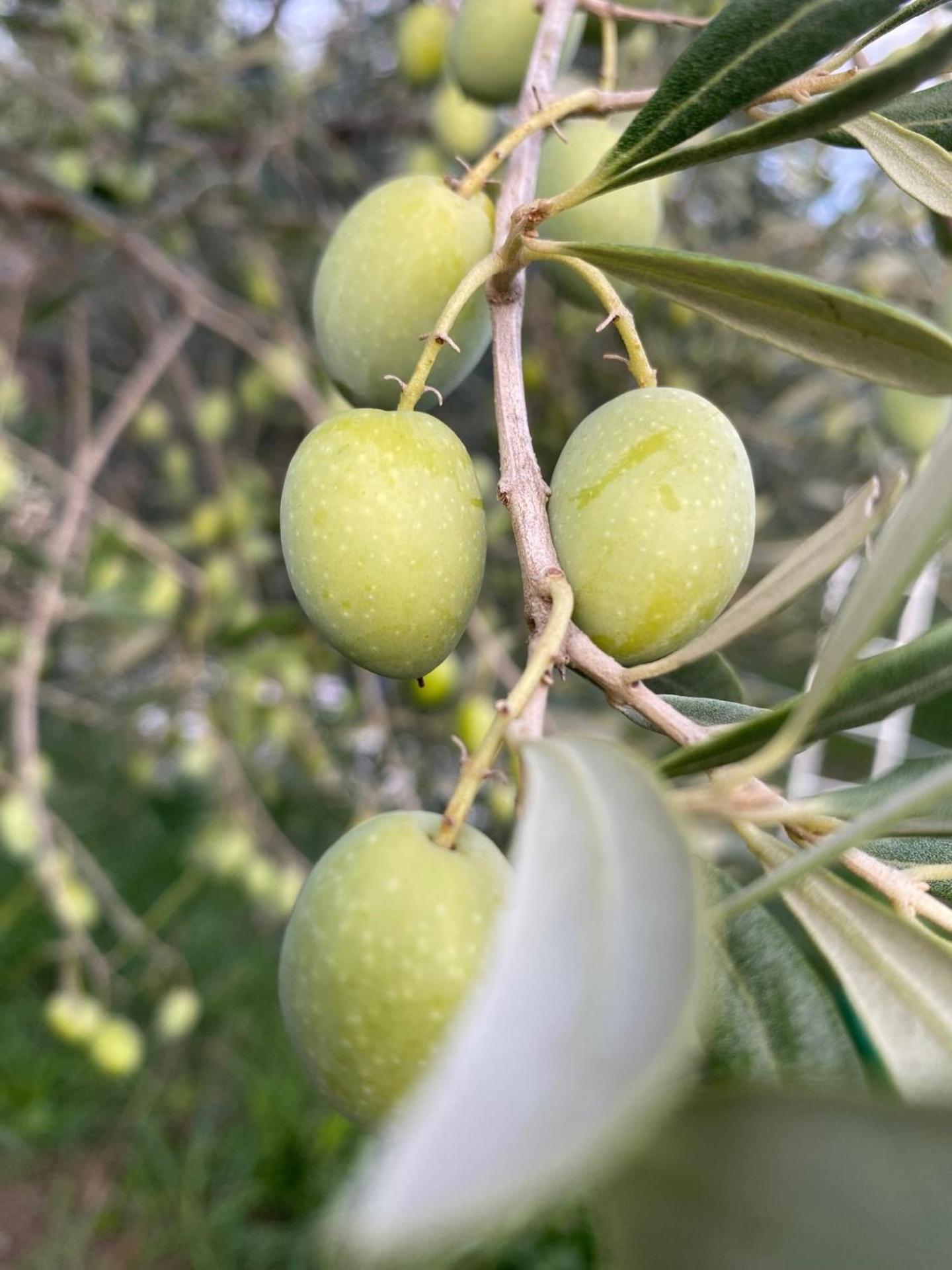 Agriturismo La Luciana Castiglione della Pescaia Zewnętrze zdjęcie